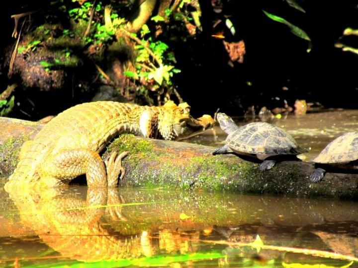 Gaia Amazon Eco Lodge Ahuano Bagian luar foto