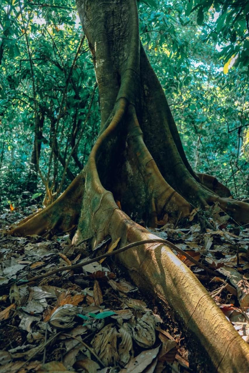 Gaia Amazon Eco Lodge Ahuano Bagian luar foto