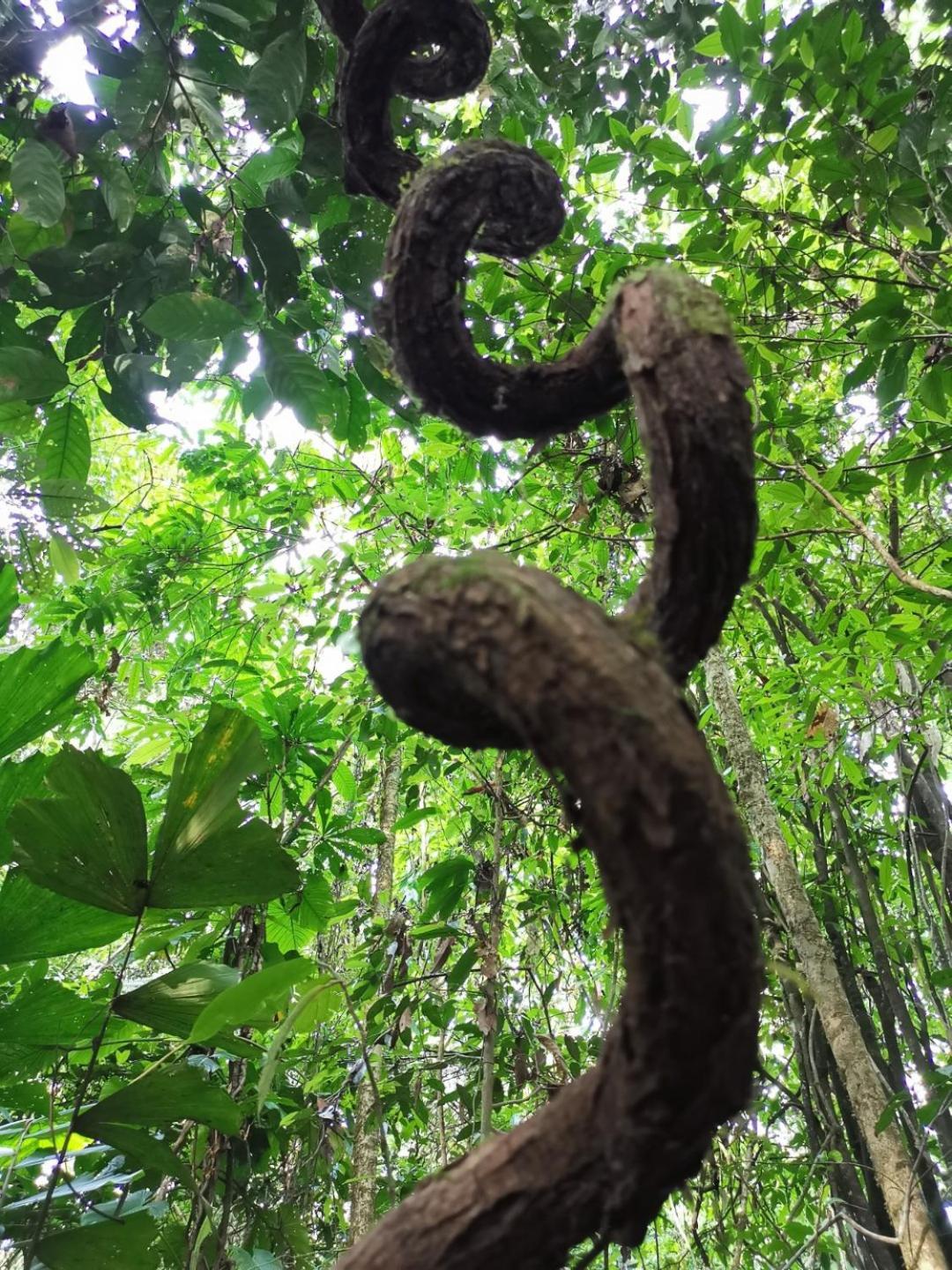 Gaia Amazon Eco Lodge Ahuano Bagian luar foto
