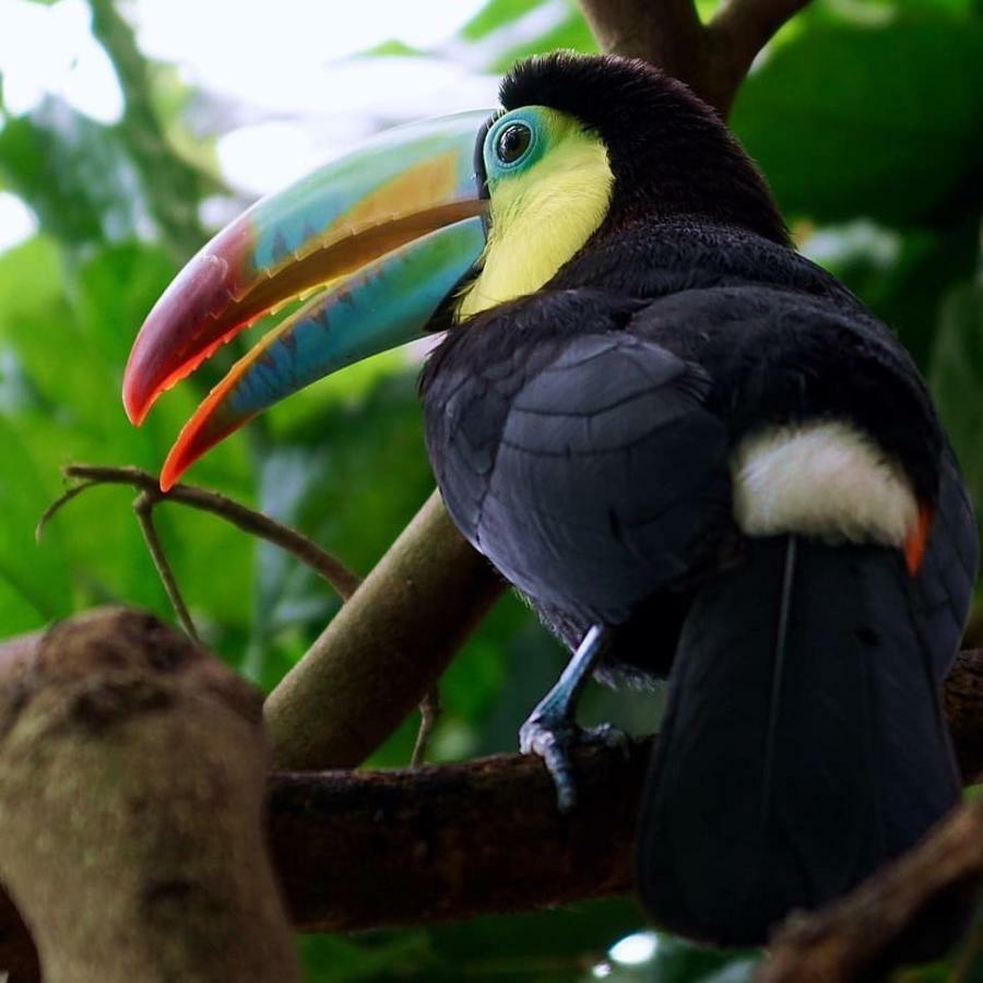 Gaia Amazon Eco Lodge Ahuano Bagian luar foto